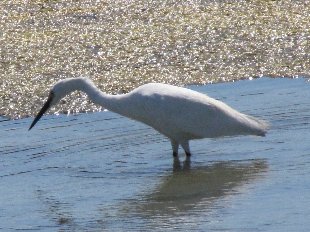 aigrette garzette en vol